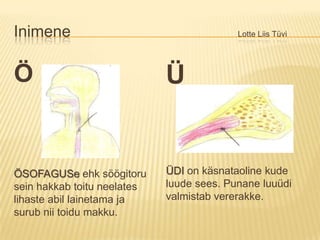 Inimene						Lotte Liis TüviÖÖSOFAGUSeehk söögitoru sein hakkab toitu neelates lihaste abil lainetama ja surub nii toidu makku.ÜÜDIon käsnataoline kude luude sees. Punane luuüdi valmistab vererakke.