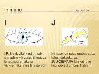 Inimene						Lotte Liis TüviIIIRIS ehk vikerkest annab silmadele värvuse. Silmaava läheb suuremaks ja väiksemaks iirise lihaste abil. JInimesel on peas umbes sada tuhat juuksekarva. JUUKSEKARVkasvab ühe kuu jooksul umbes 1,25 cm.