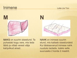 Inimene						Lotte Liis TüviMMAKSon suurim siseelund. Ta puhastab kogu vere, mis teda läbib ja võtab verest välja kahjulikud ained.NNAHK on inimese suurim elund, mis kaitseb siseelundeid. Kui täiskasvanud inimese nahk ruuduks laotada, tuleks selle suuruseks 2 korda 2 meetrit.