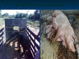 PROYECTO DE COCHINA COMUNITARIA
 