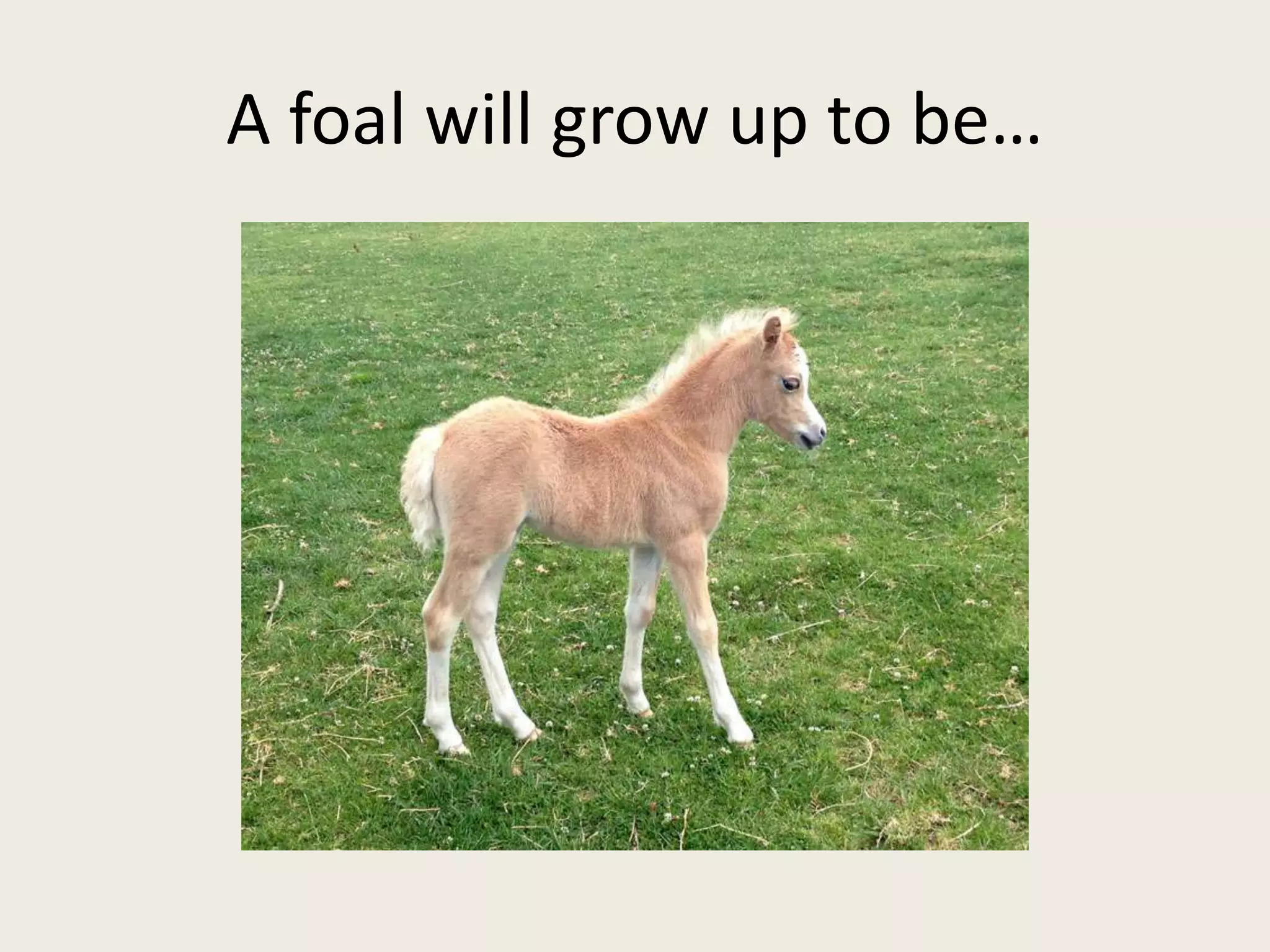 A foal will grow up to be…
 