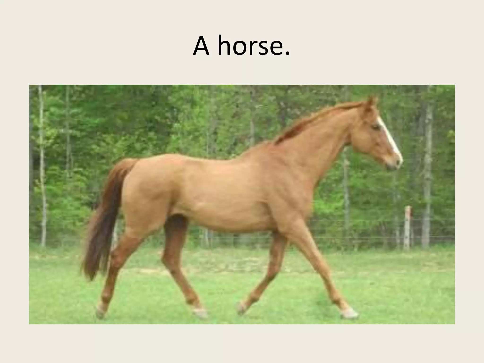 A horse.
 