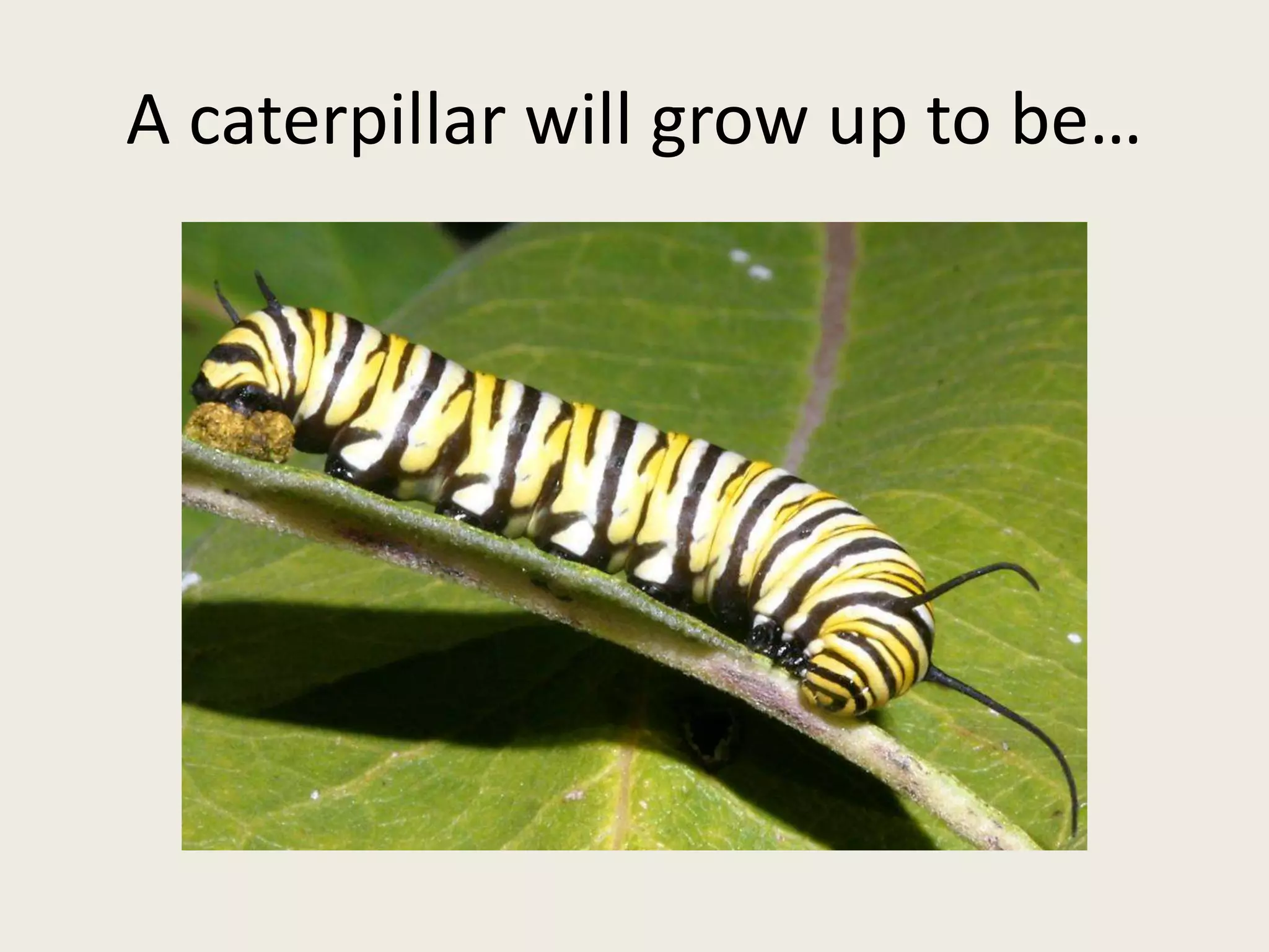 A caterpillar will grow up to be…
 
