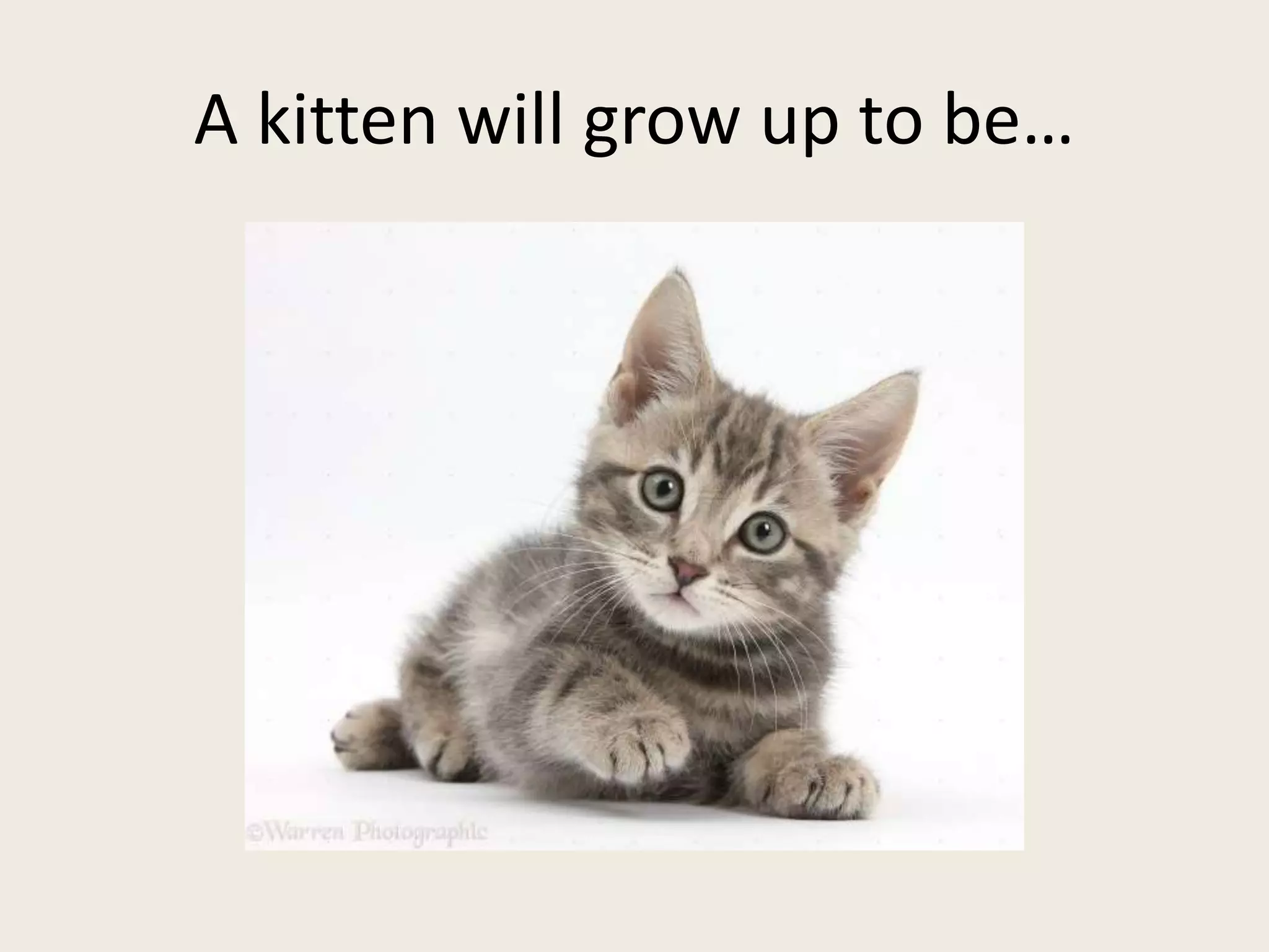 A kitten will grow up to be…
 