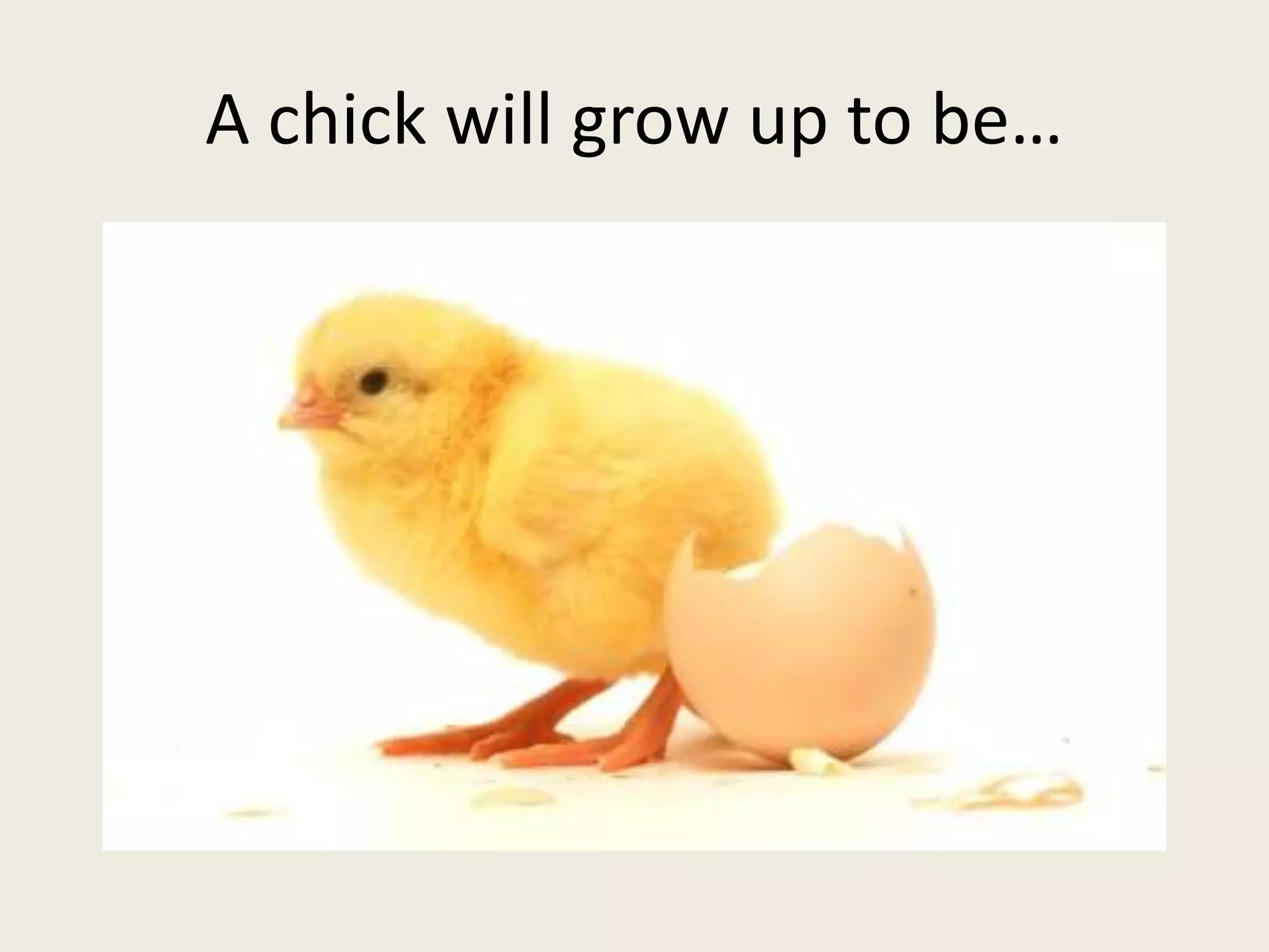 A chick will grow up to be…
 