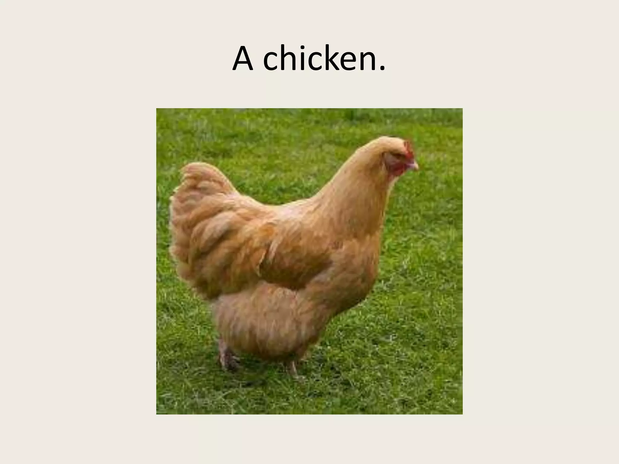 A chicken.
 