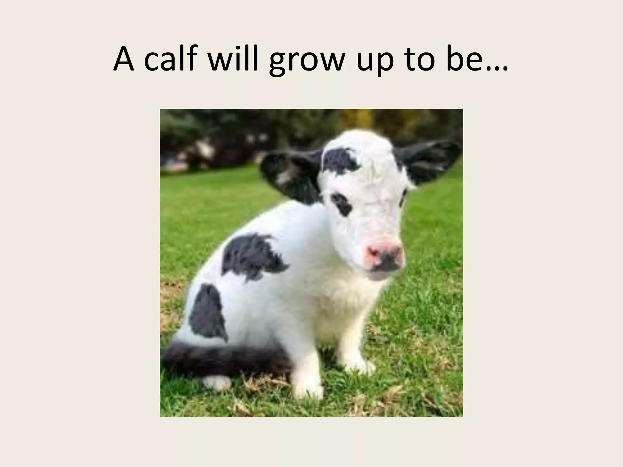 A calf will grow up to be…
 