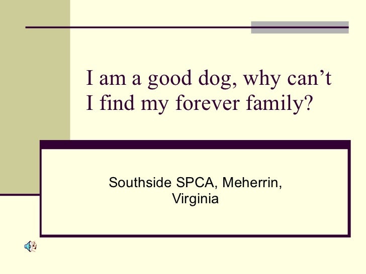 find a temporary home for my dog