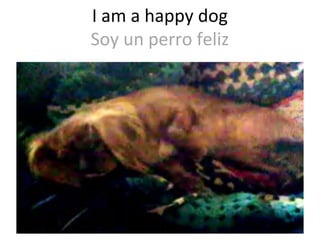 I am a happy dog
Soy un perro feliz

 