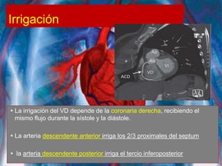 Irrigación
 La irrigación del VD depende de la coronaria derecha, recibiendo el
mismo flujo durante la sístole y la diástole.
 La arteria descendente anterior irriga los 2/3 proximales del septum
 la arteria descendente posterior irriga el tercio inferoposterior
 