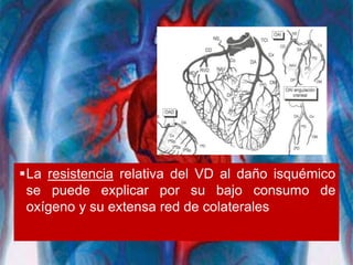 La resistencia relativa del VD al daño isquémico
se puede explicar por su bajo consumo de
oxígeno y su extensa red de colaterales
 