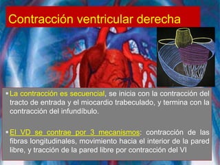 Contracción ventricular derecha
La contracción es secuencial, se inicia con la contracción del
tracto de entrada y el miocardio trabeculado, y termina con la
contracción del infundíbulo.
El VD se contrae por 3 mecanismos: contracción de las
fibras longitudinales, movimiento hacia el interior de la pared
libre, y tracción de la pared libre por contracción del VI
 
