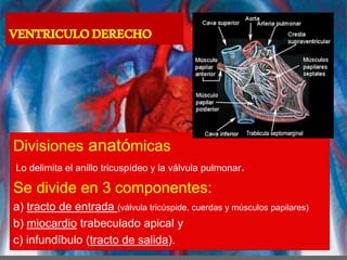 VENTRICULODERECHO
Divisiones anatómicas
Lo delimita el anillo tricuspídeo y la válvula pulmonar.
Se divide en 3 componentes:
a) tracto de entrada (válvula tricúspide, cuerdas y músculos papilares)
b) miocardio trabeculado apical y
c) infundíbulo (tracto de salida).
 