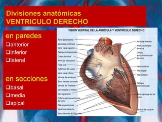 Divisiones anatómicas
VENTRICULO DERECHO
en paredes
anterior
inferior
lateral
en secciones
basal
media
apical
 