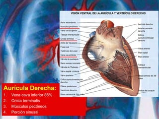 Aurícula Derecha:
1. Vena cava inferior 85%
2. Crista terminalis
3. Músculos pectíneos
4. Porción sinusal
 