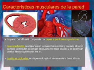 Características musculares de la pared
 La pared del VD está compuesta por capas superficiales y profundas
 Las superficiales se disponen en forma circunferencial y paralela al surco
aurículo-ventricular, se dirigen oblicuamente hacia el ápex y se continúan
con las fibras superficiales del VI.
 Las fibras profundas se disponen longitudinalmente de la base al ápex
 