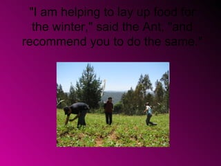 "I am helping to lay up food for
  the winter," said the Ant, "and
recommend you to do the same."
 