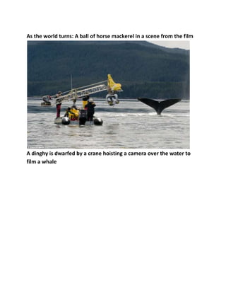 As the world turns: A ball of horse mackerel in a scene from the film

A dinghy is dwarfed by a crane hoisting a camera over the water to
film a whale

 