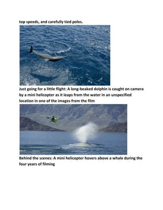 top speeds, and carefully tied poles.

Just going for a little flight: A long-beaked dolphin is caught on camera
by a mini helicopter as it leaps from the water in an unspecified
location in one of the images from the film

Behind the scenes: A mini helicopter hovers above a whale during the
four years of filming

 