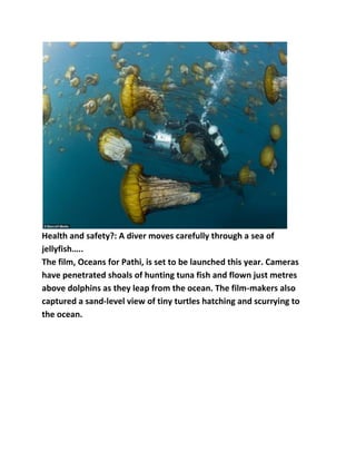 Health and safety?: A diver moves carefully through a sea of
jellyfish…..
The film, Oceans for Pathi, is set to be launched this year. Cameras
have penetrated shoals of hunting tuna fish and flown just metres
above dolphins as they leap from the ocean. The film-makers also
captured a sand-level view of tiny turtles hatching and scurrying to
the ocean.

 