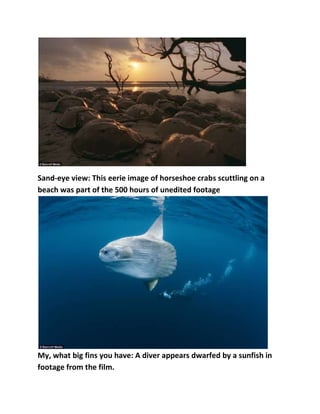 Sand-eye view: This eerie image of horseshoe crabs scuttling on a
beach was part of the 500 hours of unedited footage

My, what big fins you have: A diver appears dwarfed by a sunfish in
footage from the film.

 