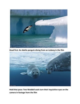 Head first: An Adelie penguin diving from an iceberg in the film

Hold that pose: Two Weddell seals turn their inquisitive eyes on the
camera in footage from the film

 