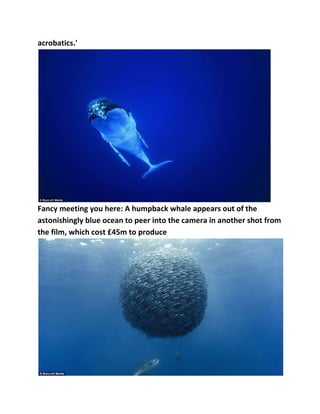 acrobatics.'

Fancy meeting you here: A humpback whale appears out of the
astonishingly blue ocean to peer into the camera in another shot from
the film, which cost £45m to produce

 