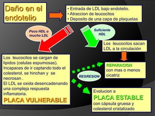Daño en el endotelio Entrada de LDL bajo endotelio. 