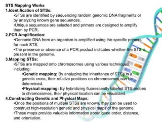 STS Mapping Works
1.Identification of STSs:
•STSs are identified by sequencing random genomic DNA fragments or
by analyzing known gene sequences.
•Unique sequences are selected and primers are designed to amplify
them by PCR.
2.PCR Amplification:
•Genomic DNA from an organism is amplified using the specific primers
for each STS.
•The presence or absence of a PCR product indicates whether the STS is
present in the genome.
3.Mapping STSs:
•STSs are mapped onto chromosomes using various techniques,
including:
•Genetic mapping: By analyzing the inheritance of STSs in a
genetic cross, their relative positions on chromosomes can be
determined.
•Physical mapping: By hybridizing fluorescently labeled STS probes
to chromosomes, their physical location can be visualized.
4.Constructing Genetic and Physical Maps:
•Once the positions of multiple STSs are known, they can be used to
construct high-resolution genetic and physical maps of the genome.
•These maps provide valuable information about gene order, distance,
and orientation.
 