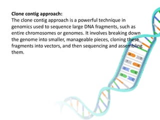Clone contig approach:
The clone contig approach is a powerful technique in
genomics used to sequence large DNA fragments, such as
entire chromosomes or genomes. It involves breaking down
the genome into smaller, manageable pieces, cloning these
fragments into vectors, and then sequencing and assembling
them.
 