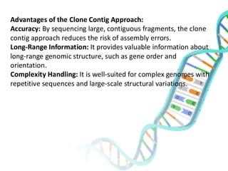 Advantages of the Clone Contig Approach:
Accuracy: By sequencing large, contiguous fragments, the clone
contig approach reduces the risk of assembly errors.
Long-Range Information: It provides valuable information about
long-range genomic structure, such as gene order and
orientation.
Complexity Handling: It is well-suited for complex genomes with
repetitive sequences and large-scale structural variations.
 