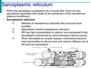 Sacroplastic Reticulum I am sharing 'Muscle Physiology (1)' with you.pptx