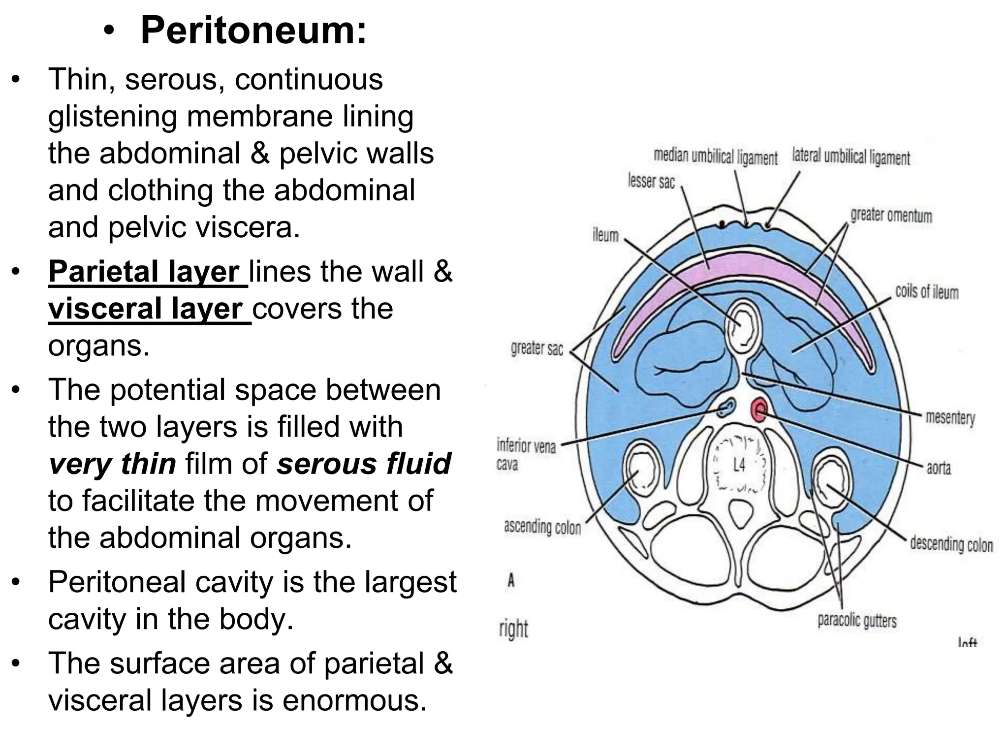 I am sharing 'peritonium lecture 4' with you.pptx