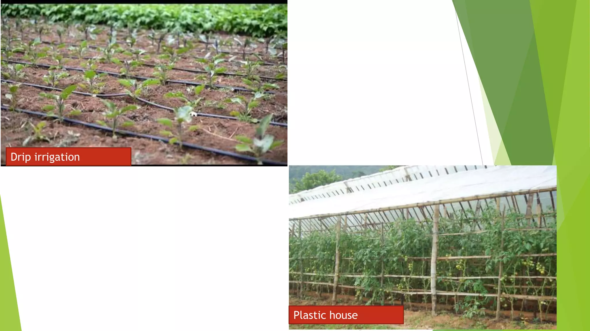 Drip irrigation
Plastic house
 
