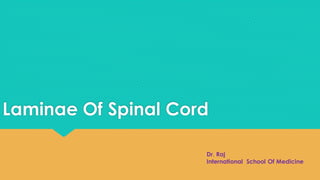 Laminae Of Spinal Cord
Dr. Raj
International School Of Medicine
 