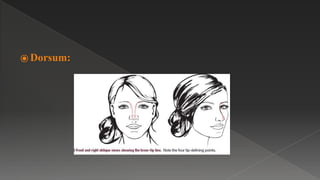 ⦿ Dorsum:
 