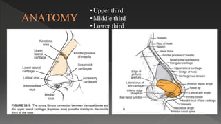 ANATOMY
• Upper third
• Middle third
• Lower third
 