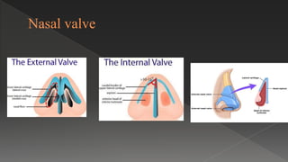 Nasal valve
 