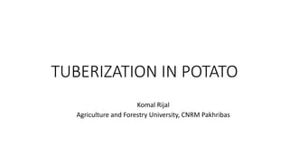 TUBERIZATION IN POTATO
Komal Rijal
Agriculture and Forestry University, CNRM Pakhribas
 
