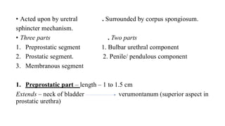 I am sharing 'urinary system (Ankur)' with you.pdf