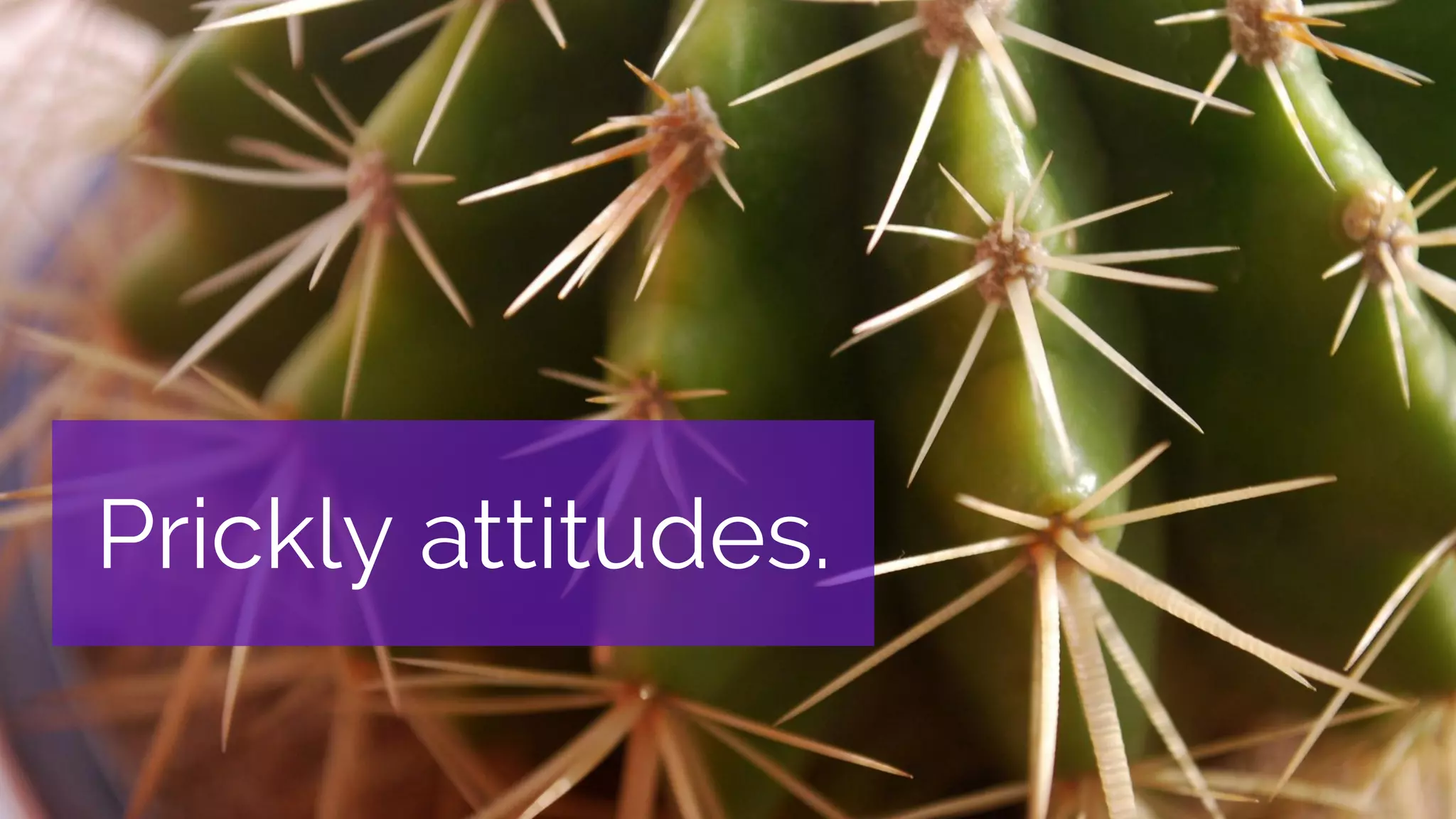 Prickly attitudes.
 