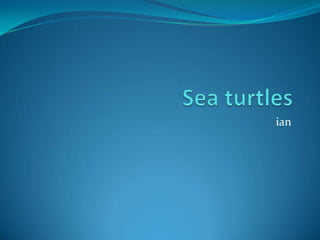 Sea turtles ian 