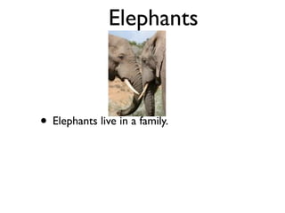 Elephants



• Elephants live in a family.
 