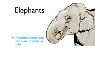 Elephants


•   A mother elephant uses
    her trunk to stroke her
    baby.
 