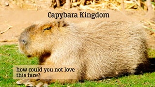 Capybara Kingdom
Petting Zoo Season Tickets RecipesEvents
Welcome to Capybara Kingdom! We’re the world’s first capybara
pr...