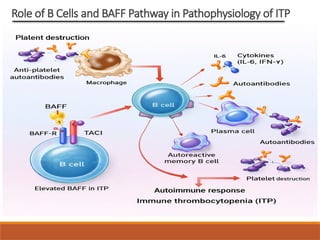 Role of B Cells and BAFF Pathway in Pathophysiology of ITP
 