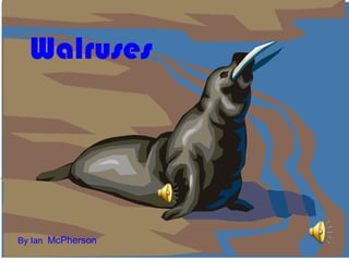 Walruses By Ian  McPherson 
