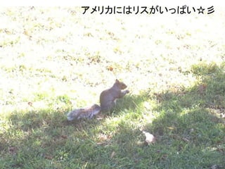 アメリカにはリスがいっぱい☆彡




  13
 