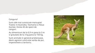 Comprehensive Overview of Marsupial Mammals: Characteristics and ...