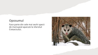 Comprehensive Overview of Marsupial Mammals: Characteristics and ...